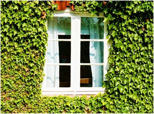 Green Window